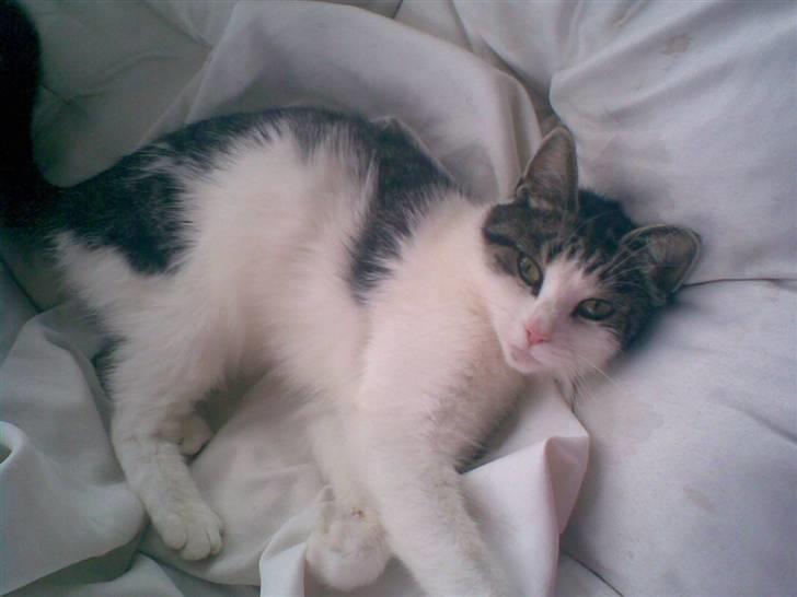 Huskat Mimse - Her ligger den i sin dejlige gamle stol.. ;D billede 5