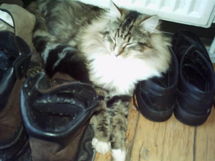 Norsk Skovkat NorwegianWood Sebastian billede 5