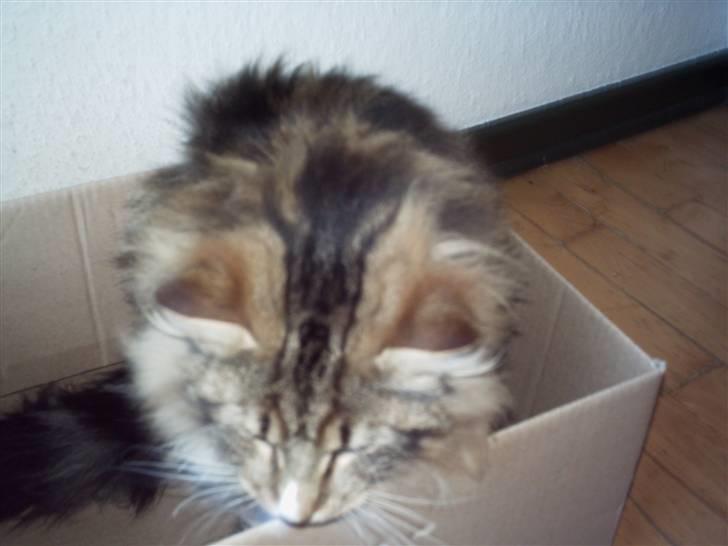 Norsk Skovkat NorwegianWood Sebastian billede 6