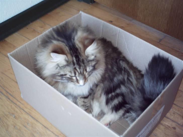 Norsk Skovkat NorwegianWood Sebastian billede 7