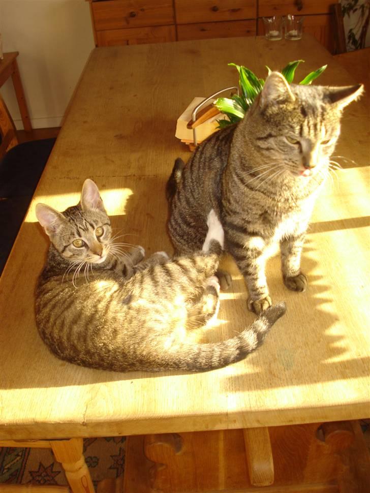 Blanding af racer Miller/!R.I.P. Elsker dig billede 7