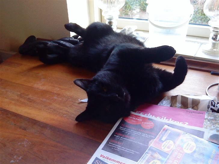 Huskat Greve Plys - Mmm det er dejligt at slappe af i vintervejret :) billede 6