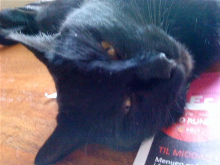 Huskat Greve Plys - Mit smukke hoved, íkke så sært hankattene her er misundelige? :p billede 7