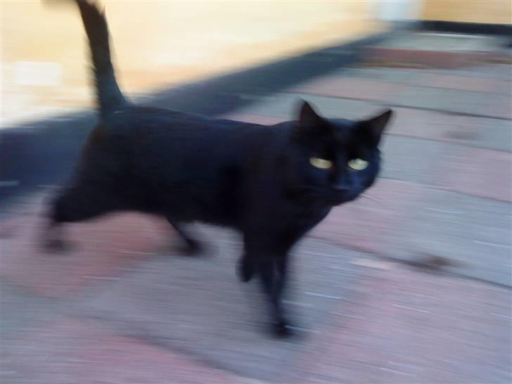 Huskat Greve Plys - Jeg vil lige se på en cykel, Åh nej hun opdager mig med kameraret :p Hehe billede 8