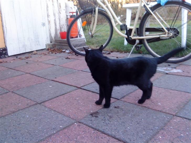 Huskat Greve Plys - Der har vi jo vidunderet :p Nu cykler jeg mig måske en tur? :) billede 9