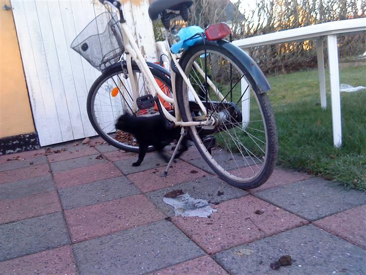 Huskat Greve Plys - Nøjes bare med at gå under den i stedet for :p <3 billede 10