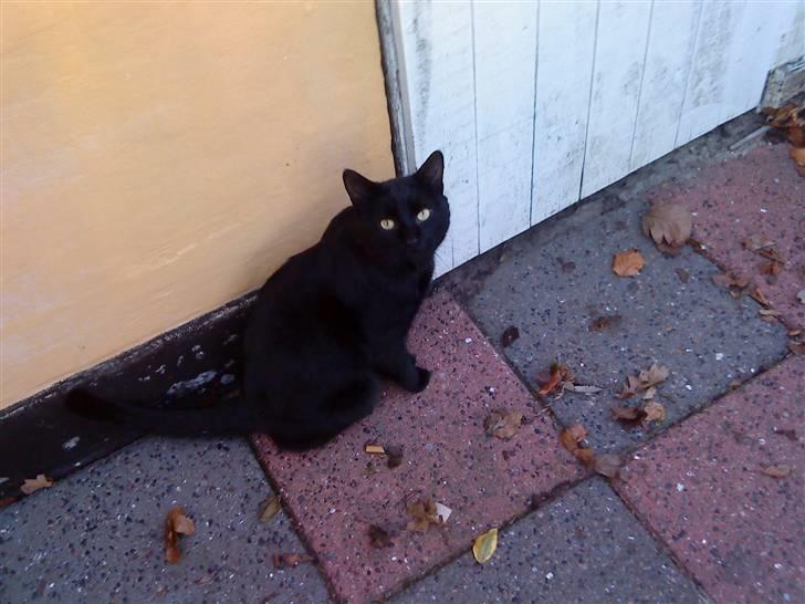 Huskat Greve Plys - Hvad mon der er herinde? :)  billede 11