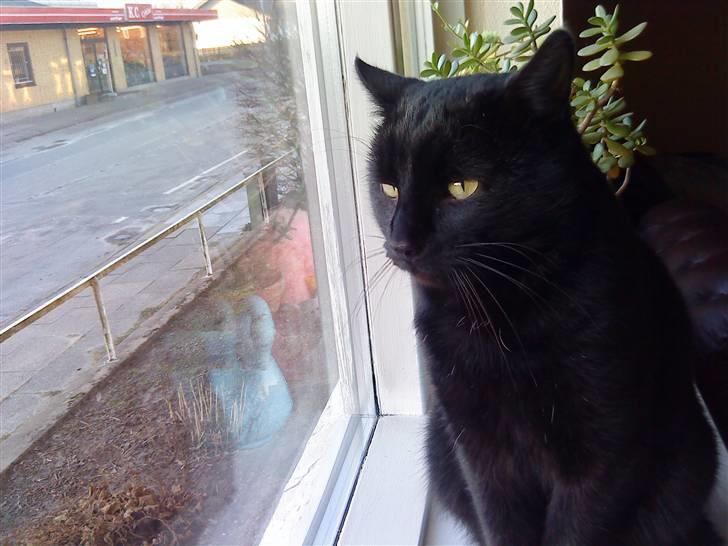 Huskat Greve Plys - Sikke en udsigt :o :p :) billede 12