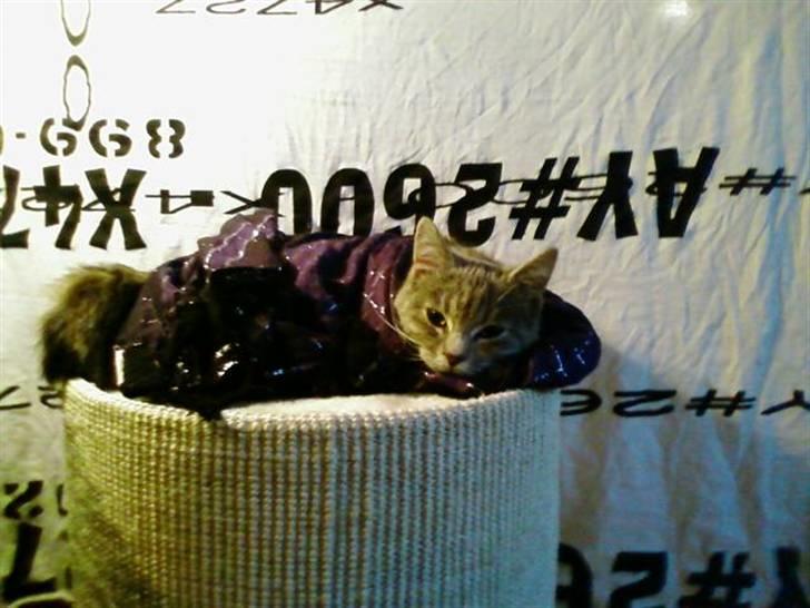 Huskat Felix <3 BORT LØBET billede 2