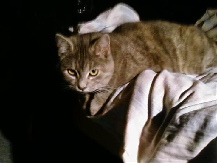 Huskat Felix <3 BORT LØBET billede 3