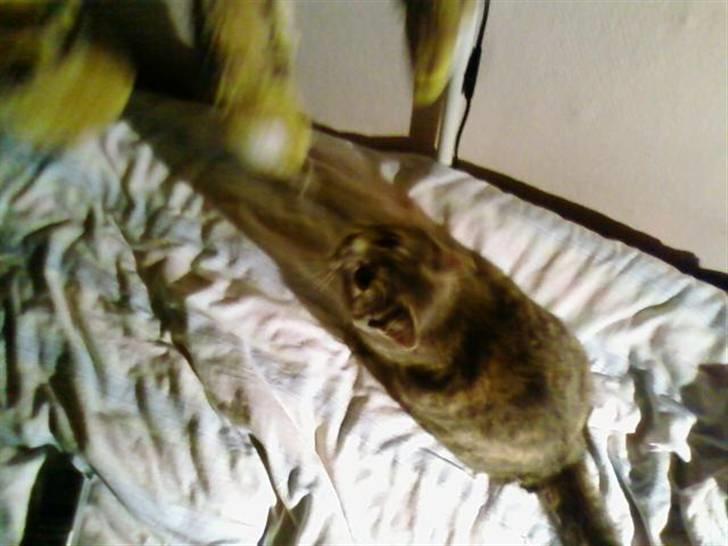 Huskat Felix <3 BORT LØBET billede 4