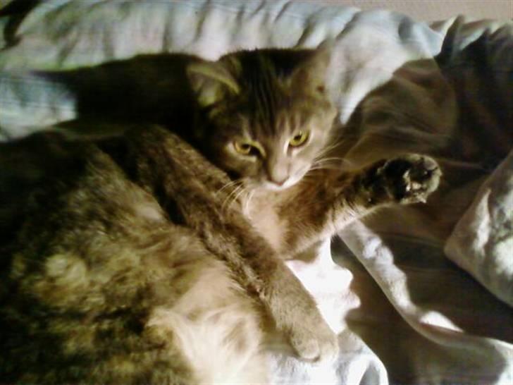 Huskat Felix <3 BORT LØBET billede 5