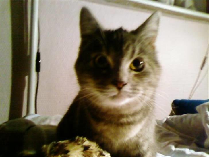 Huskat Felix <3 BORT LØBET billede 6