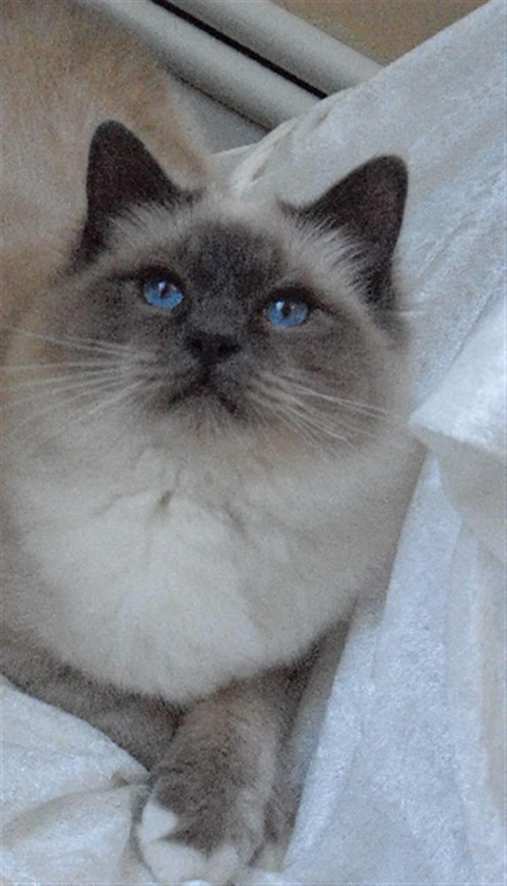 Hellig Birma DK Villumstrup Duke billede 3