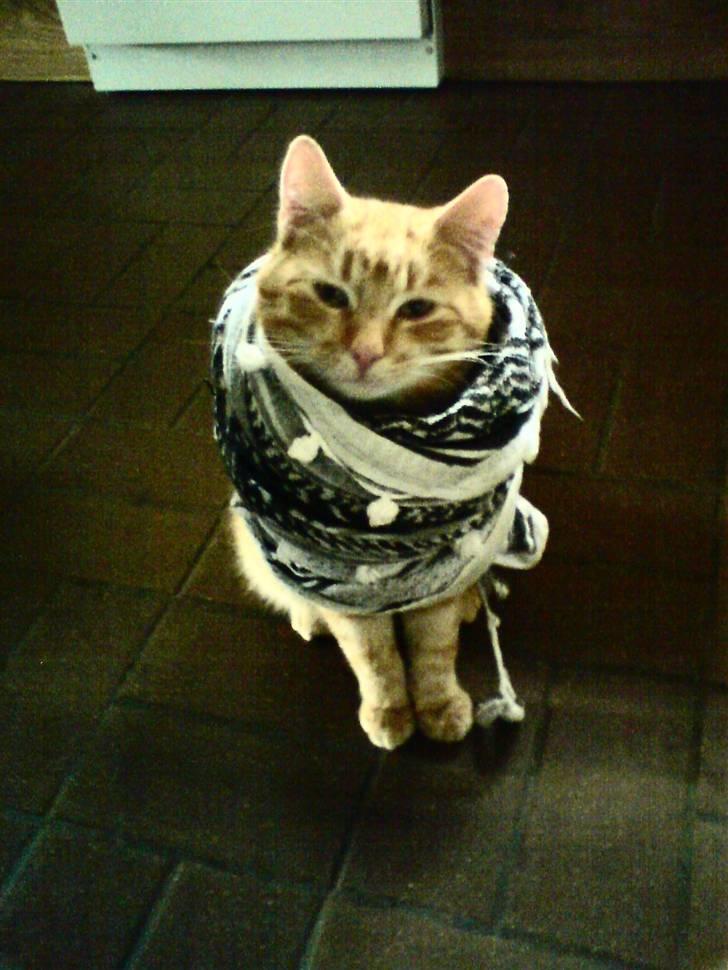 Huskat Nua billede 1