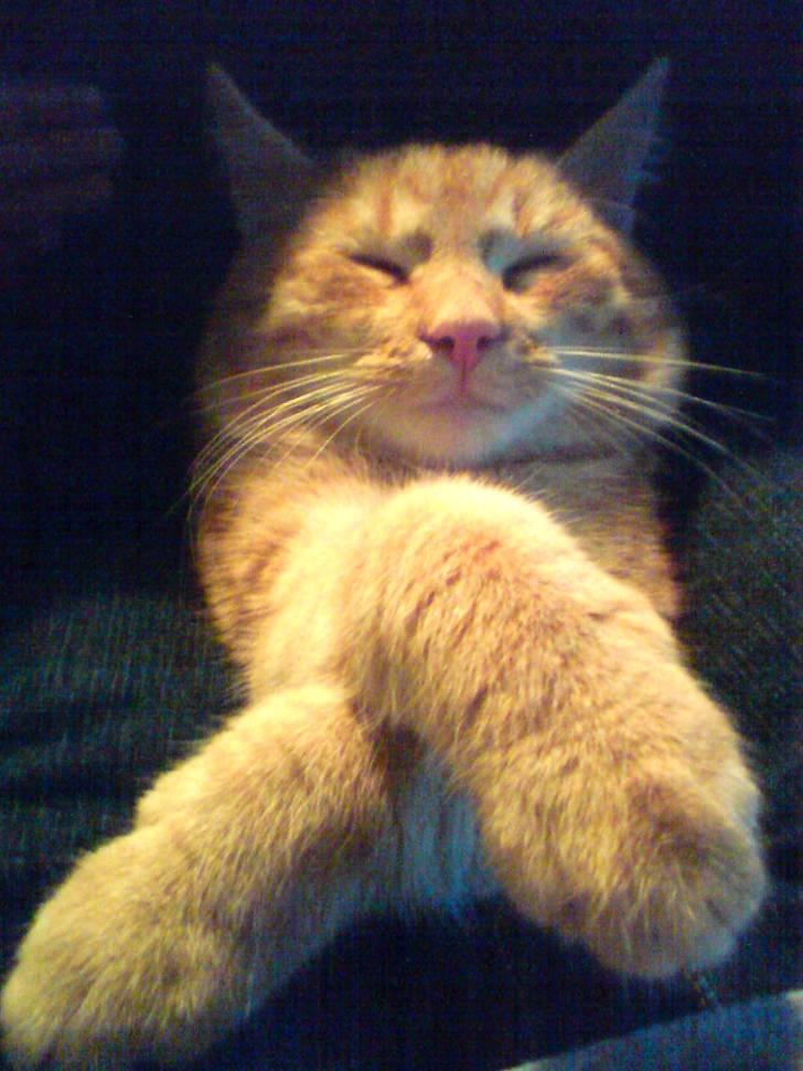 Huskat Nua billede 3