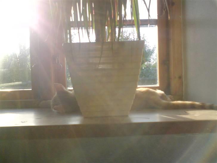 Huskat Nua billede 4