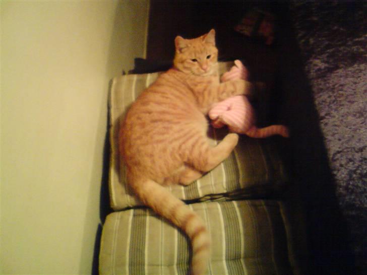 Huskat Nua billede 5