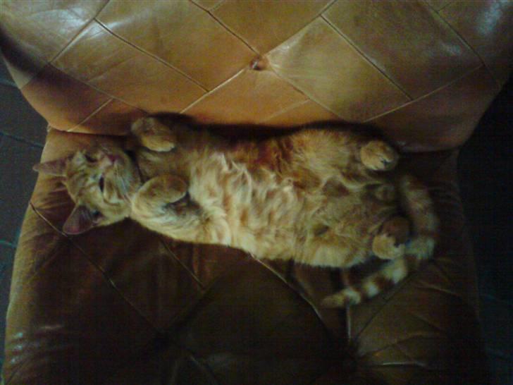 Huskat Nua billede 6