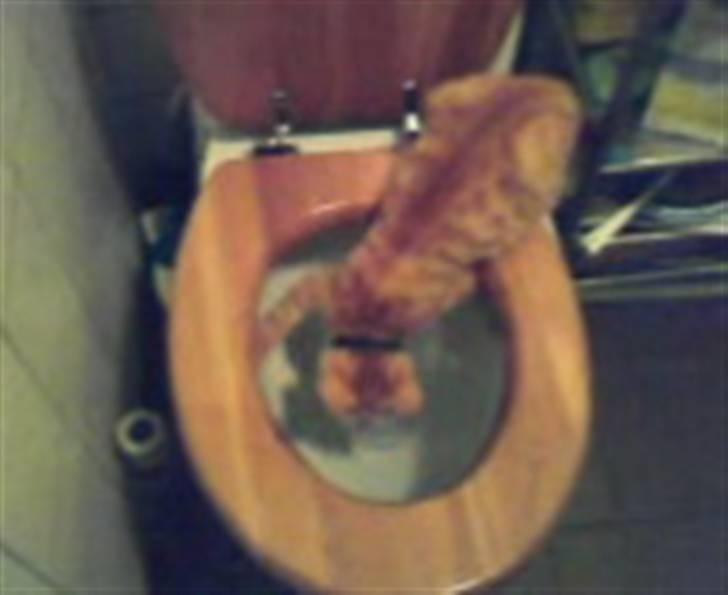 Huskat Nua billede 7