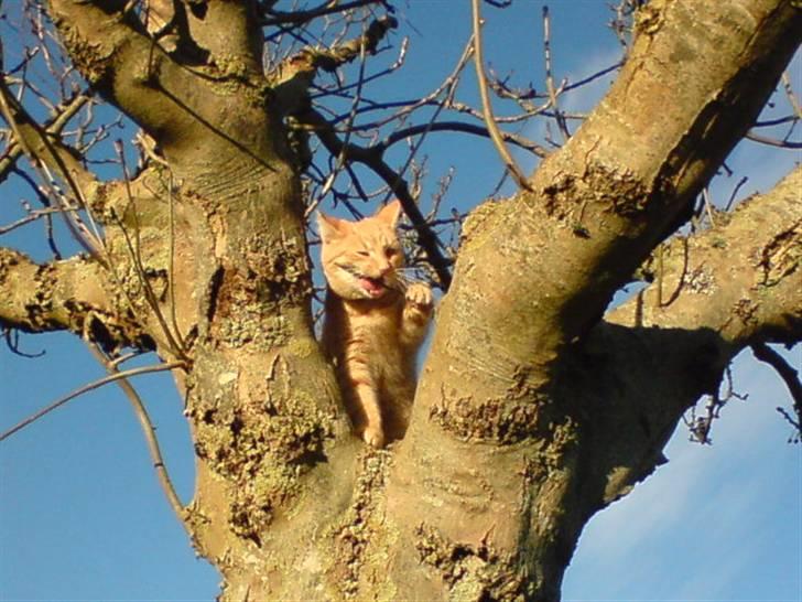 Huskat Nua billede 8