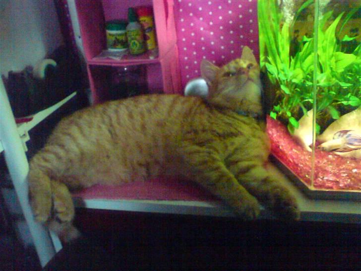 Huskat Nua billede 9