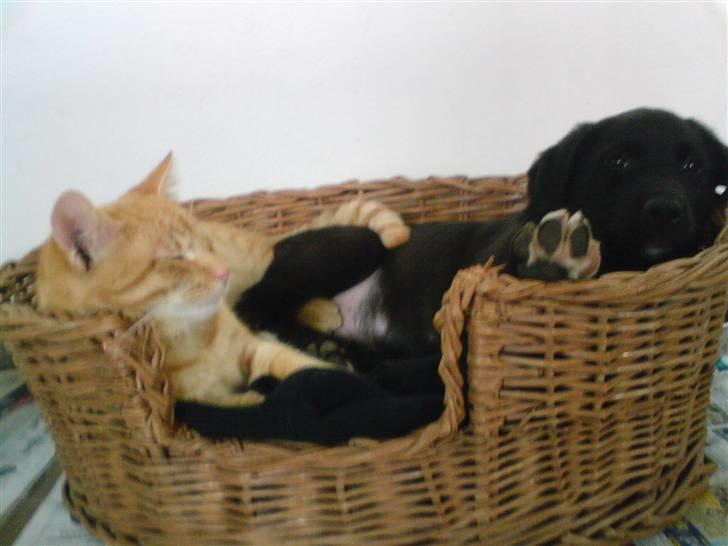 Huskat Nua billede 10