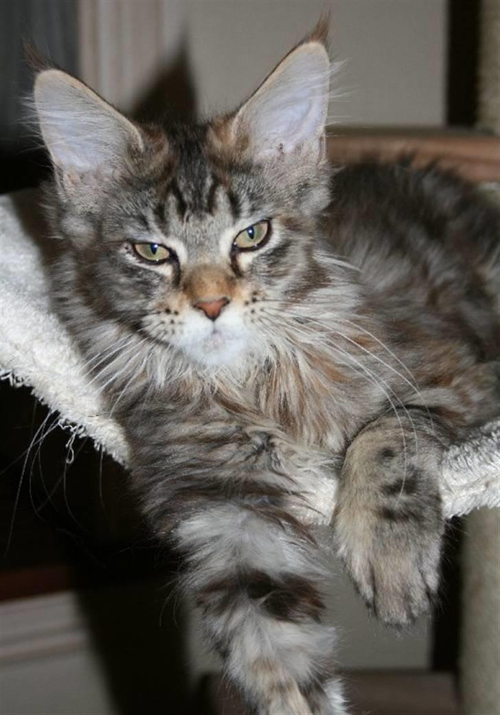 Maine Coon Langstteich´s Okinawa billede 1