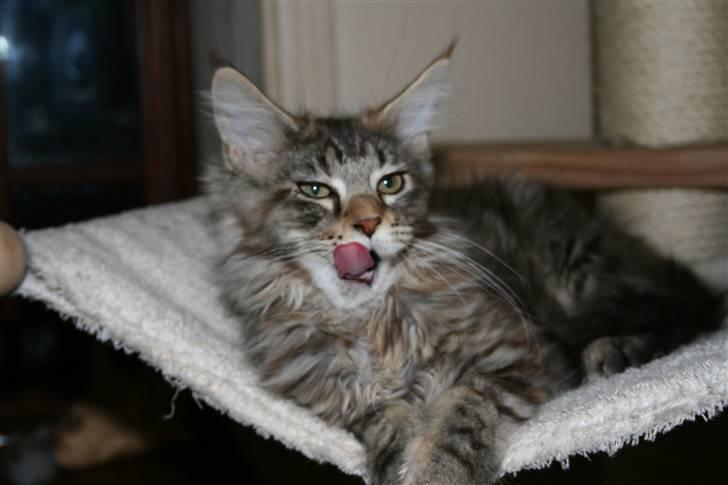 Maine Coon Langstteich´s Okinawa billede 2