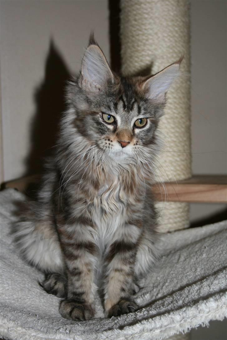 Maine Coon Langstteich´s Okinawa billede 3