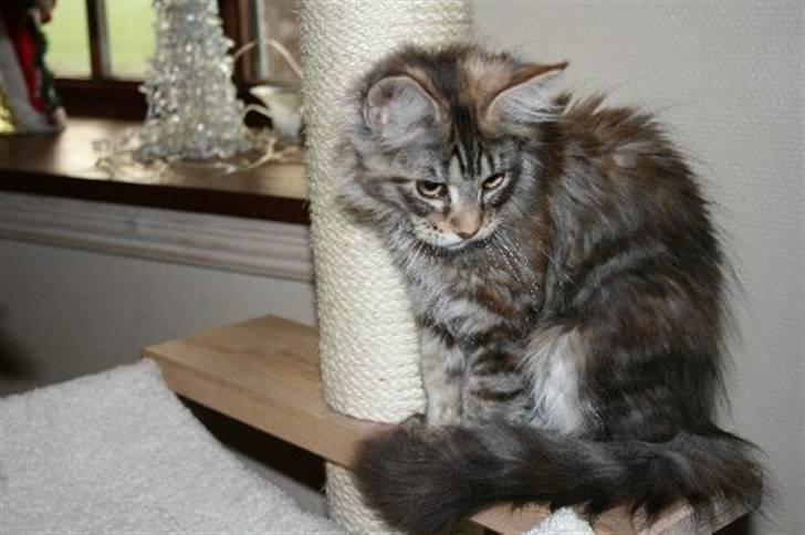 Maine Coon Langstteich´s Okinawa billede 4