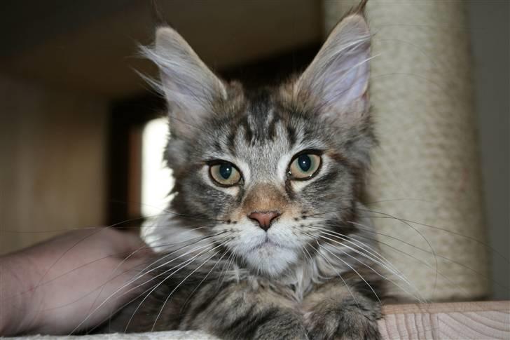 Maine Coon Langstteich´s Okinawa billede 5