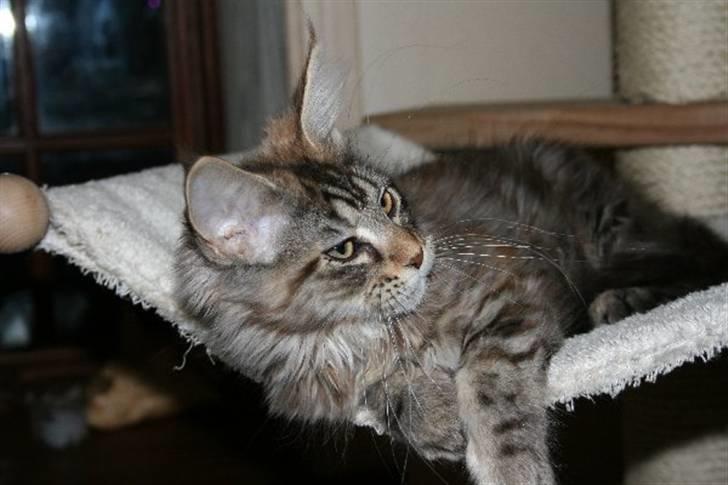 Maine Coon Langstteich´s Okinawa billede 6