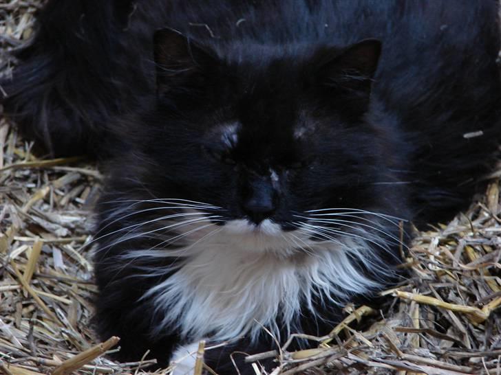 Maine Coon Futte billede 2