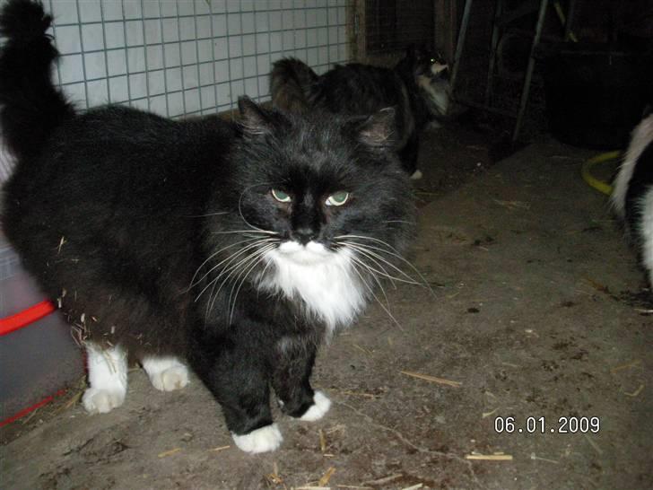 Maine Coon Futte billede 3