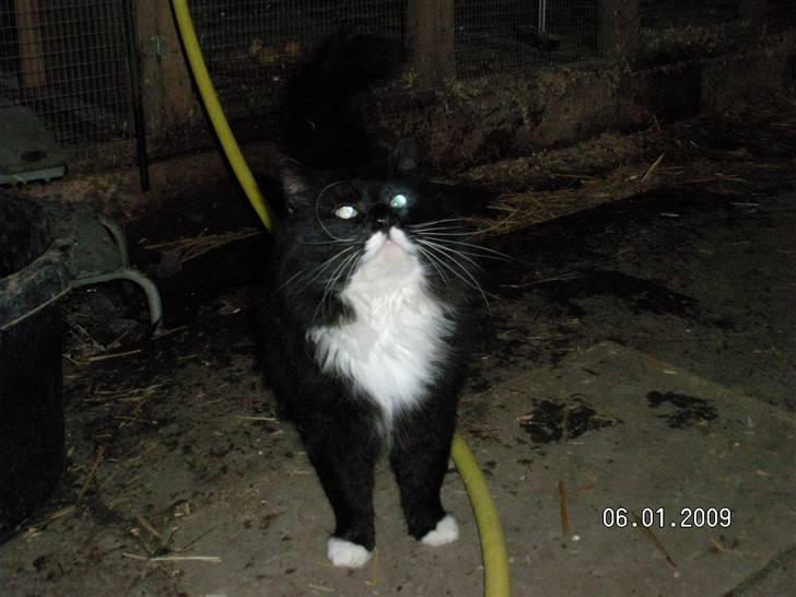 Maine Coon Futte billede 4