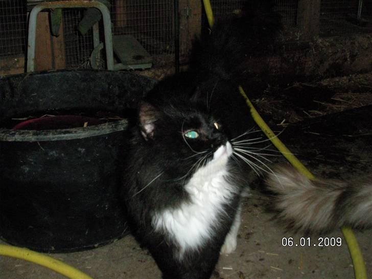 Maine Coon Futte billede 5