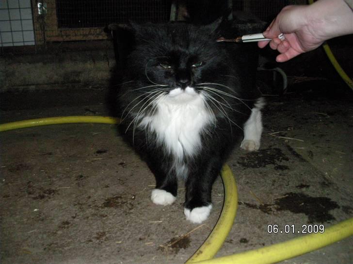 Maine Coon Futte billede 6