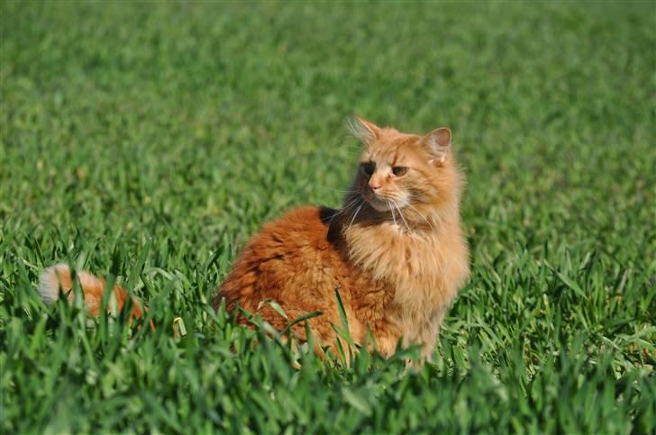 Huskat Gøjser billede 1