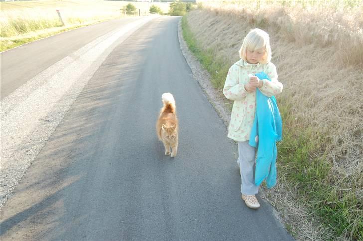 Huskat Gøjser billede 3