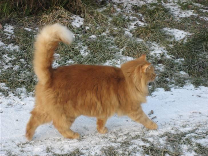 Huskat Gøjser billede 4