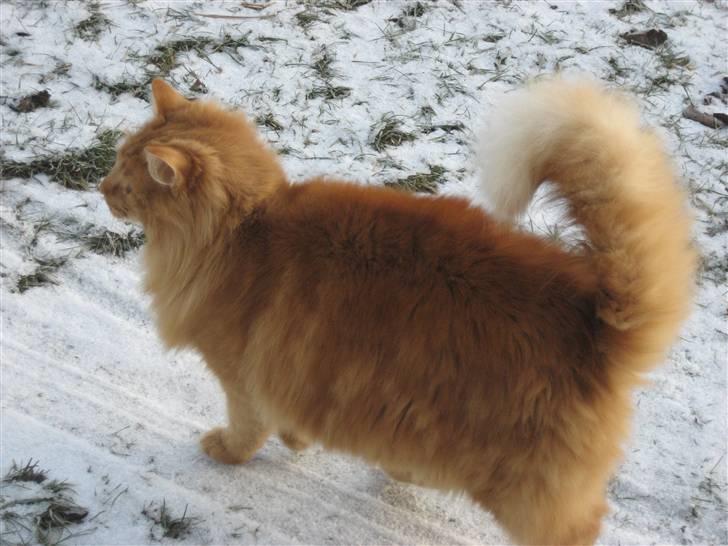 Huskat Gøjser billede 5