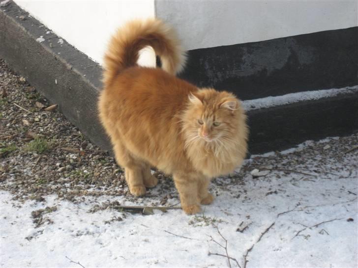 Huskat Gøjser billede 6