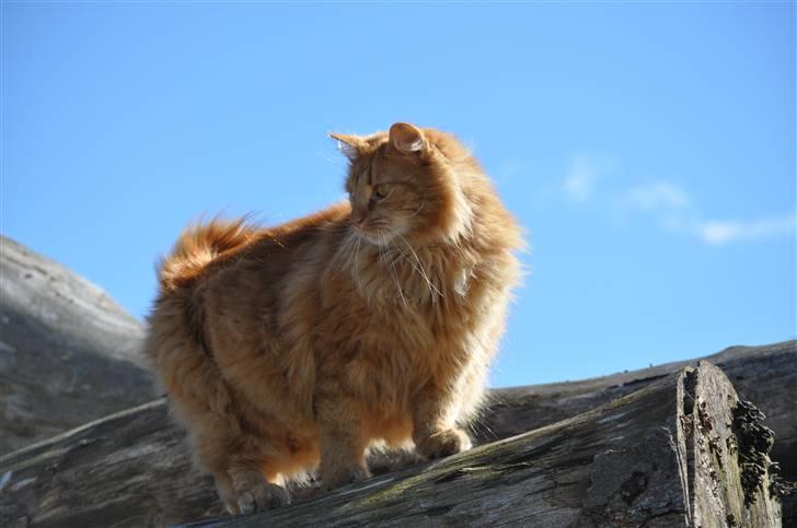 Huskat Gøjser billede 7