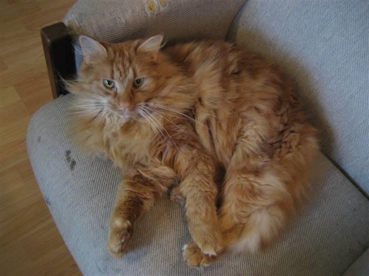 Huskat Gøjser billede 8