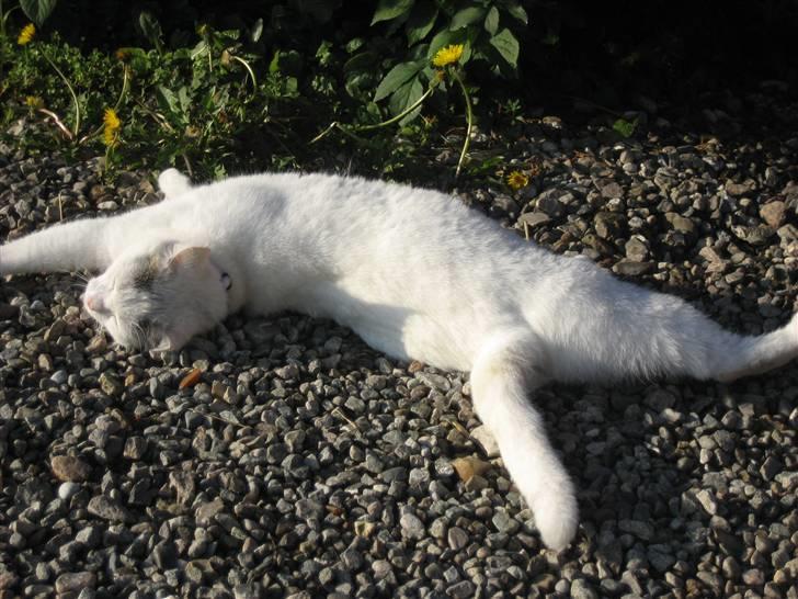 Huskat Isolde - det er skønt med lur på sko hylden billede 1