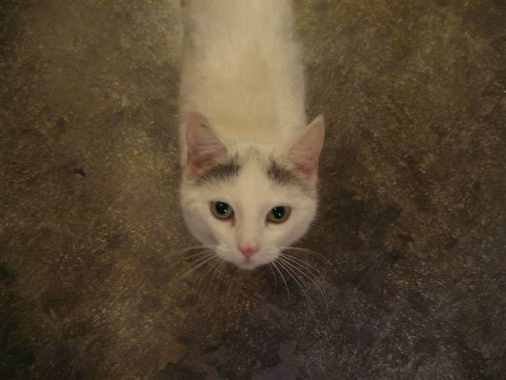 Huskat Isolde - heeeeej er jeg lige sød? billede 2