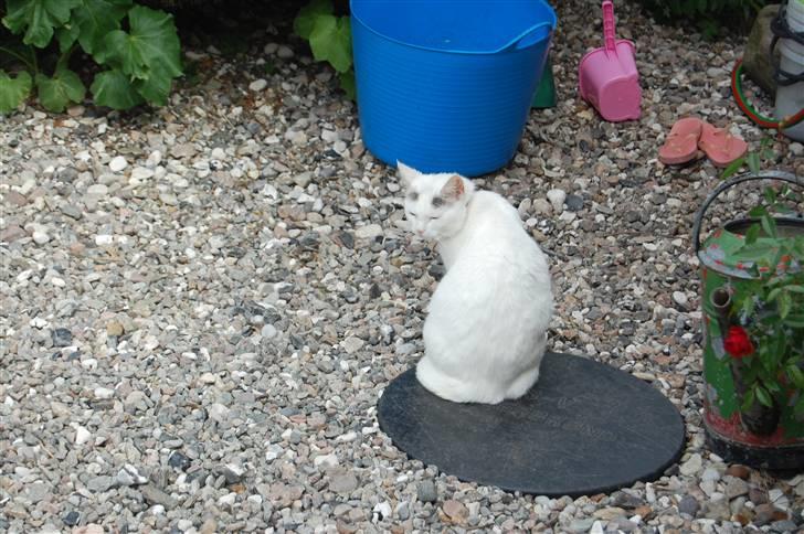 Huskat Isolde - orh se der sne!!!!!!!!!!!!!!!!!!!! billede 3