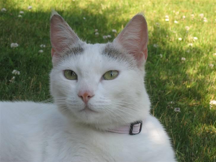 Huskat Isolde - hey der er min legekammrat<3 billede 4