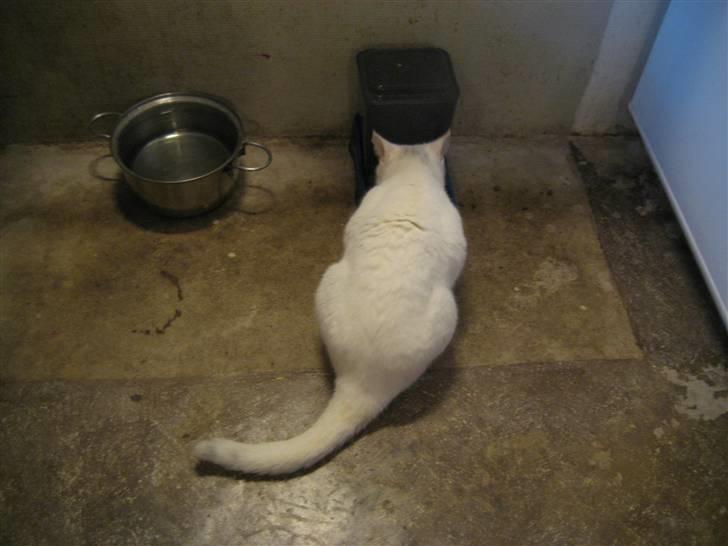 Huskat Isolde - nam nam mad!! jeg elsker mad billede 5